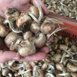 Crocus Sativus -UK Garden Plants Sales 2024 20257950 1228460450615531 2664971298086954114 n