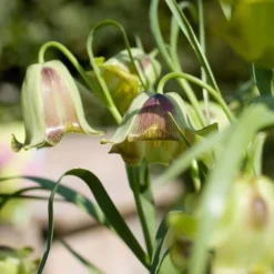 Fritillaria Acmopetala -UK Garden Plants Sales 2024 41227 1c33e