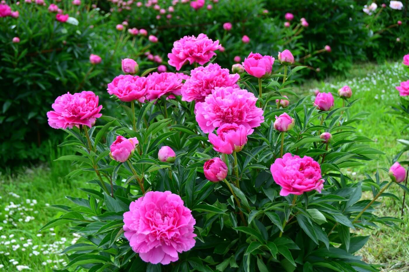Front Page -UK Garden Plants Sales 2024 43 Popular Types of Peony Flowers Tree Herbaceous and Itoh