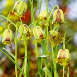 Fritillaria Acmopetala -UK Garden Plants Sales 2024 44893 ba67a