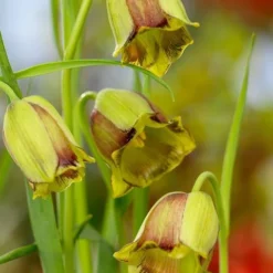 Fritillaria Acmopetala -UK Garden Plants Sales 2024 44894 e45bd