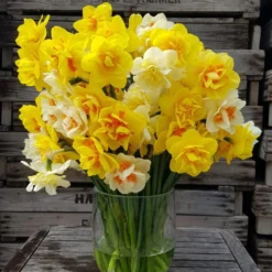 Narcissus 'Double Mixed' -UK Garden Plants Sales 2024 63d1e5cd f939 4080 a965 61e2e243839c