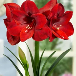 Amaryllis 'Carmen' -UK Garden Plants Sales 2024 FA 11 0882 Hippeastrum Carmen