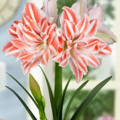 Amaryllis 'Dancing Queen' -UK Garden Plants Sales 2024 FA 11 0889 Hippeastrum Dancing Queen