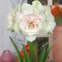 Amaryllis 'Nymph' -UK Garden Plants Sales 2024 FA 13 0058 Hippeastrum Nymph