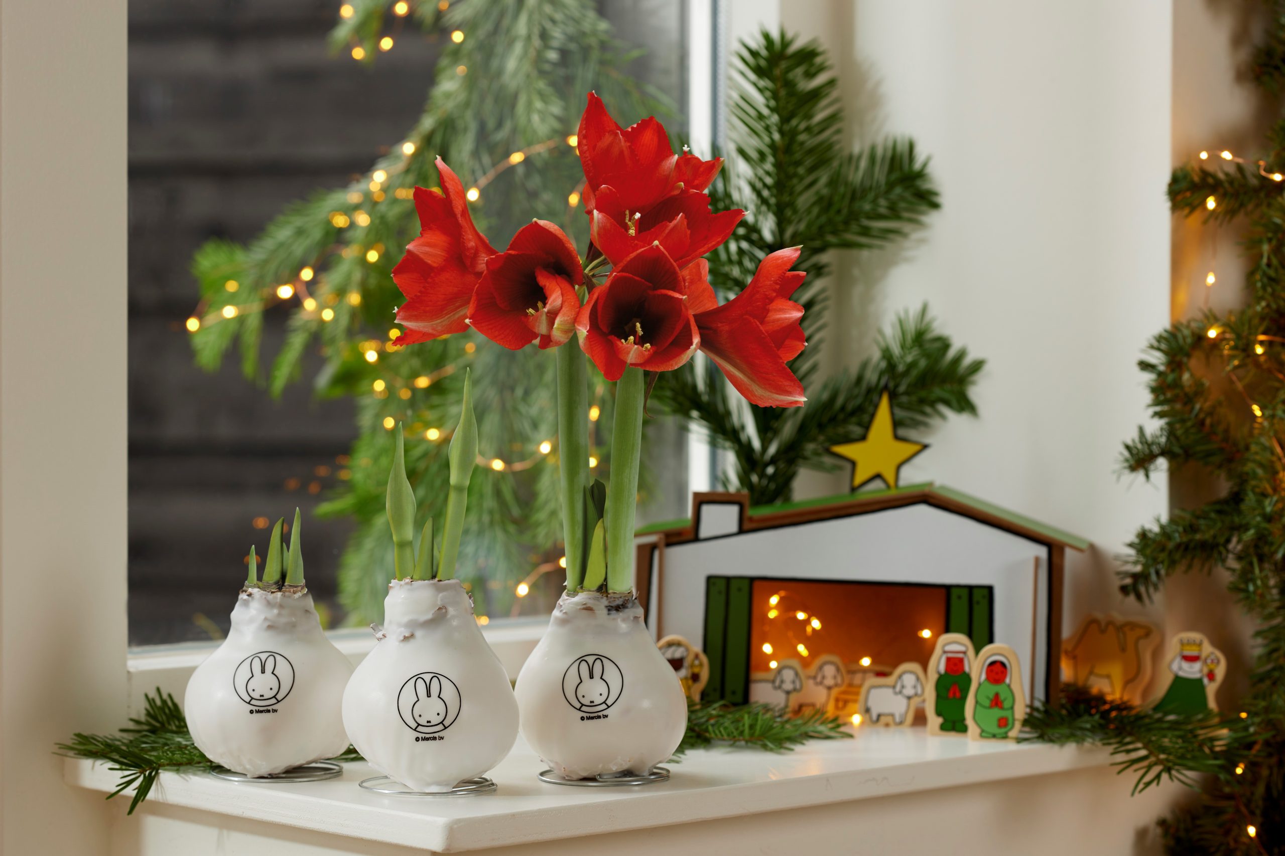 Front Page -UK Garden Plants Sales 2024 Wax Amaryllis Sfeerbeeld Kerst 3x bloeifase met stal scaled 1