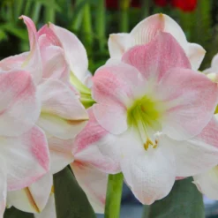 Front Page -UK Garden Plants Sales 2024 amaryllis apple blossom 2