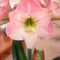 Amaryllis 'Apple Blossom' -UK Garden Plants Sales 2024 amaryllis apple blossom scaled