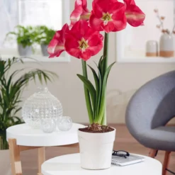 Amaryllis 'Candy Cream' -UK Garden Plants Sales 2024 amaryllis candy cream 2 1