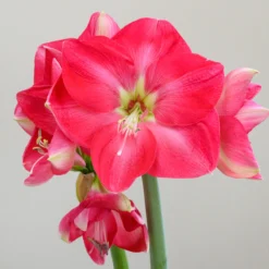 Front Page -UK Garden Plants Sales 2024 amaryllis candy cream 3