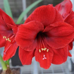 Amaryllis 'Carmen' -UK Garden Plants Sales 2024 amaryllis carmen 0 scaled