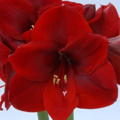 Amaryllis 'Carmen' -UK Garden Plants Sales 2024 amaryllis carmen 1