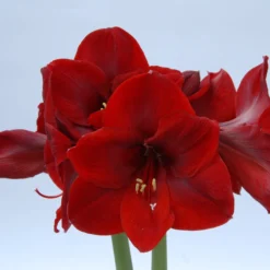 Front Page -UK Garden Plants Sales 2024 amaryllis carmen 2