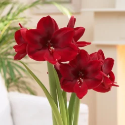 Amaryllis 'Carmen' -UK Garden Plants Sales 2024 amaryllis carmen 5 scaled