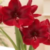 Amaryllis 'Carmen'