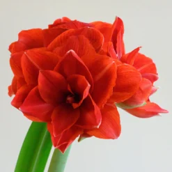 Amaryllis 'Cherry Nymph' -UK Garden Plants Sales 2024 amaryllis cherry nymph 1 scaled