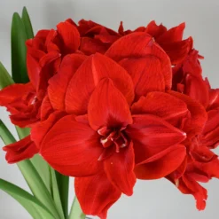 Amaryllis 'Cherry Nymph' -UK Garden Plants Sales 2024 amaryllis cherry nymph 2 scaled