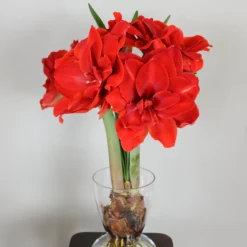 Amaryllis 'Cherry Nymph' -UK Garden Plants Sales 2024 amaryllis cherry nymph 3 scaled