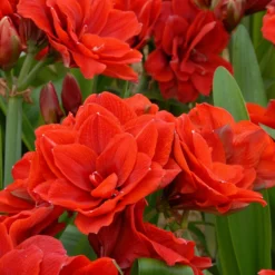 Amaryllis 'Cherry Nymph' -UK Garden Plants Sales 2024 amaryllis cherry nymph 4 scaled