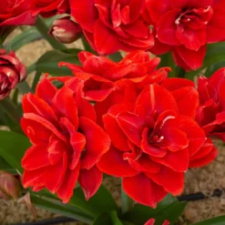 Amaryllis 'Cherry Nymph' -UK Garden Plants Sales 2024 amaryllis cherry nymph 5 scaled