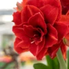Amaryllis 'Cherry Nymph'