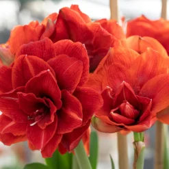 Amaryllis 'Cherry Nymph' -UK Garden Plants Sales 2024 amaryllis cherry nymph 7