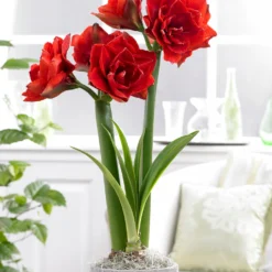 Front Page -UK Garden Plants Sales 2024 amaryllis cherry nymph 8
