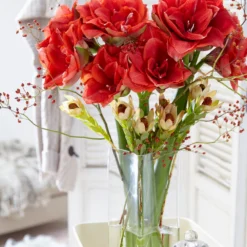 Amaryllis 'Cherry Nymph' -UK Garden Plants Sales 2024 amaryllis cherry nymph 9