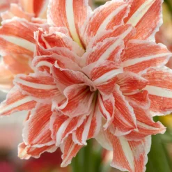 Amaryllis 'Dancing Queen' -UK Garden Plants Sales 2024 amaryllis dancing queen 0 scaled