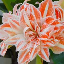 Front Page -UK Garden Plants Sales 2024 amaryllis dancing queen 1