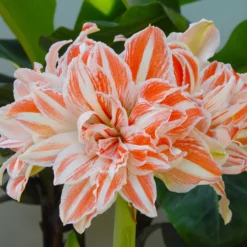 Amaryllis 'Dancing Queen' -UK Garden Plants Sales 2024 amaryllis dancing queen 2