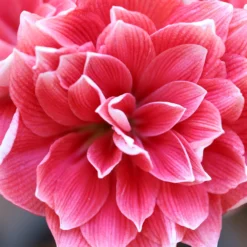 Amaryllis 'Double Dream' -UK Garden Plants Sales 2024 amaryllis double dream 1 scaled