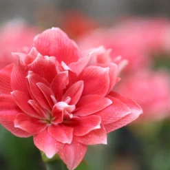 Amaryllis 'Double Dream' -UK Garden Plants Sales 2024 amaryllis double dream 2 scaled