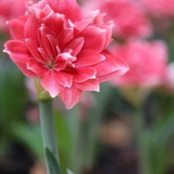 Front Page -UK Garden Plants Sales 2024 amaryllis double dream 3 scaled