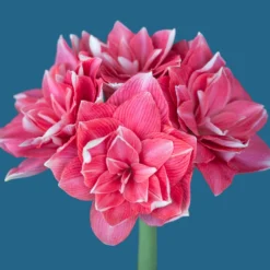 Amaryllis 'Double Dream' -UK Garden Plants Sales 2024 amaryllis double dream 4 scaled