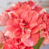 Amaryllis 'Double Dream' -UK Garden Plants Sales 2024 amaryllis double dream scaled