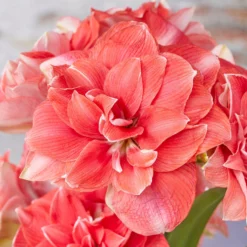 Amaryllis 'Double Dream'