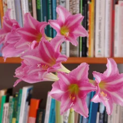 Front Page -UK Garden Plants Sales 2024 amaryllis estella 1 scaled