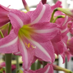 Amaryllis 'Estella' -UK Garden Plants Sales 2024 amaryllis estella 10