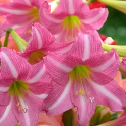 Amaryllis 'Estella' -UK Garden Plants Sales 2024 amaryllis estella 11