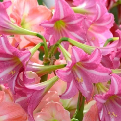 Amaryllis 'Estella' -UK Garden Plants Sales 2024 amaryllis estella 4 scaled