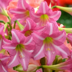 Amaryllis 'Estella' -UK Garden Plants Sales 2024 amaryllis estella 5 scaled