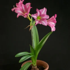 Amaryllis 'Estella' -UK Garden Plants Sales 2024 amaryllis estella 6 scaled