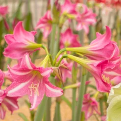 Amaryllis 'Estella' -UK Garden Plants Sales 2024 amaryllis estella 7 scaled