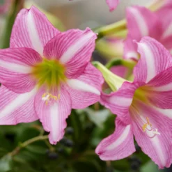 Amaryllis 'Estella' -UK Garden Plants Sales 2024 amaryllis estella 8