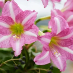 Amaryllis 'Estella' -UK Garden Plants Sales 2024 amaryllis estella 9