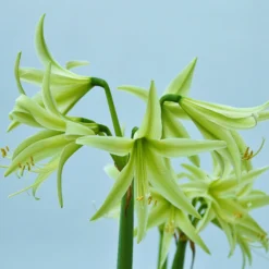 Amaryllis 'Evergreen' -UK Garden Plants Sales 2024 amaryllis evergreen 1 scaled