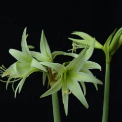 Amaryllis 'Evergreen' -UK Garden Plants Sales 2024 amaryllis evergreen 2 scaled