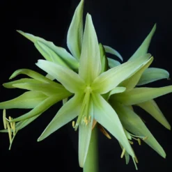 Amaryllis 'Evergreen' -UK Garden Plants Sales 2024 amaryllis evergreen 3 scaled