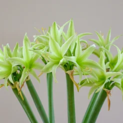 Amaryllis 'Evergreen' -UK Garden Plants Sales 2024 amaryllis evergreen 4 scaled